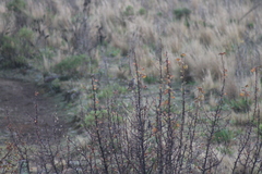 Oriturus superciliosus