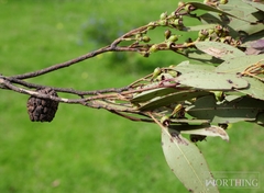 Apiomorpha strombylosa