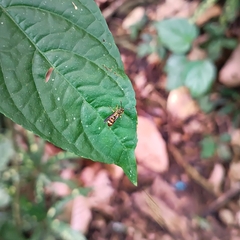 Ropalidia flavobrunnea