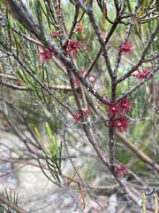 Allocasuarina nana
