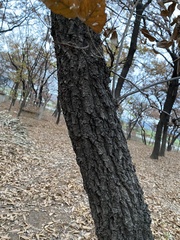 Quercus variabilis