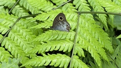 Ypthima baldus