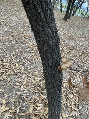 Quercus variabilis