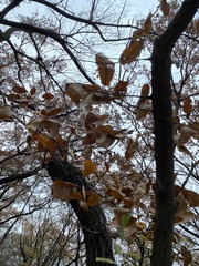 Quercus variabilis