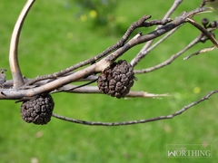 Apiomorpha strombylosa