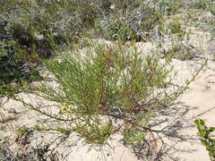 Senecio rosmarinifolius