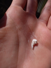 Apiomorpha strombylosa