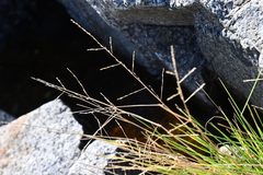 Puccinellia nipponica