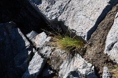 Puccinellia nipponica