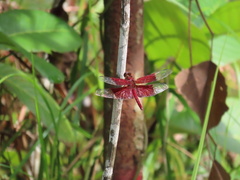 Camacinia gigantea