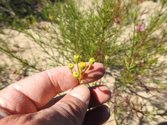 Senecio rosmarinifolius