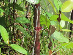 Camacinia gigantea