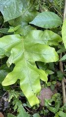 Microsorum scolopendria