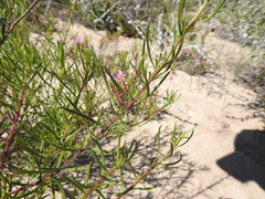 Senecio rosmarinifolius