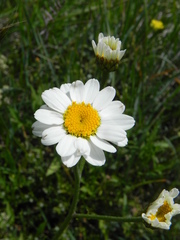Tanacetum corymbosum