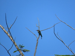 Merops viridis