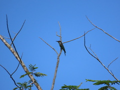 Merops viridis