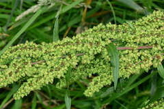 Rumex crispus