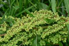 Rumex crispus