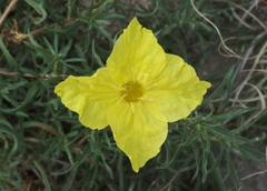 Oenothera hartwegii