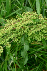 Rumex crispus
