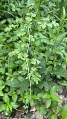 Lygodium japonicum
