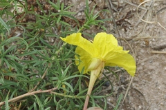 Oenothera hartwegii