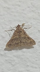 Bleptina caradrinalis