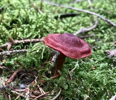 Cortinarius sanguineus