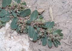 Euphorbia stictospora