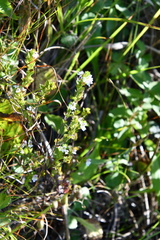 Euphrasia maximowiczii