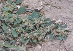 Euphorbia stictospora