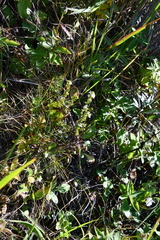 Euphrasia maximowiczii