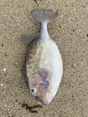 Anoplocapros inermis