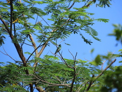 Merops viridis