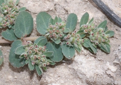 Euphorbia stictospora