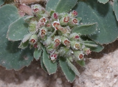 Euphorbia stictospora
