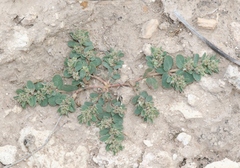 Euphorbia stictospora