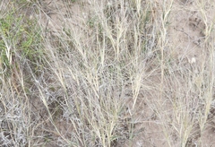 Scleropogon brevifolius