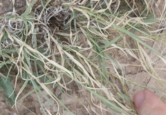 Scleropogon brevifolius