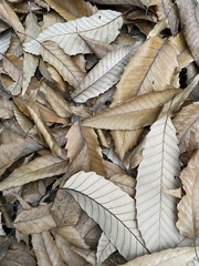 Quercus acutissima