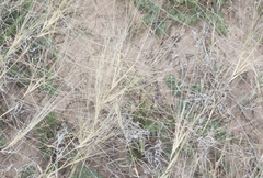 Scleropogon brevifolius