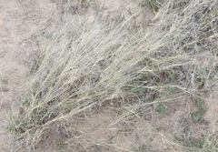 Scleropogon brevifolius