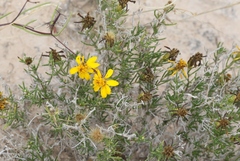 Thymophylla acerosa
