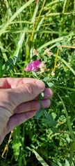 Lathyrus tuberosus
