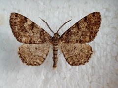Deileptenia ribeata