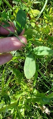 Lathyrus tuberosus