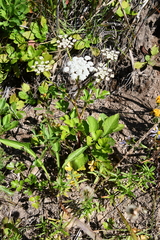Kitagawia litoralis