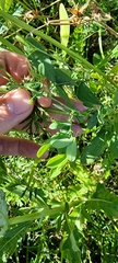 Lathyrus tuberosus