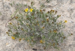 Thymophylla acerosa